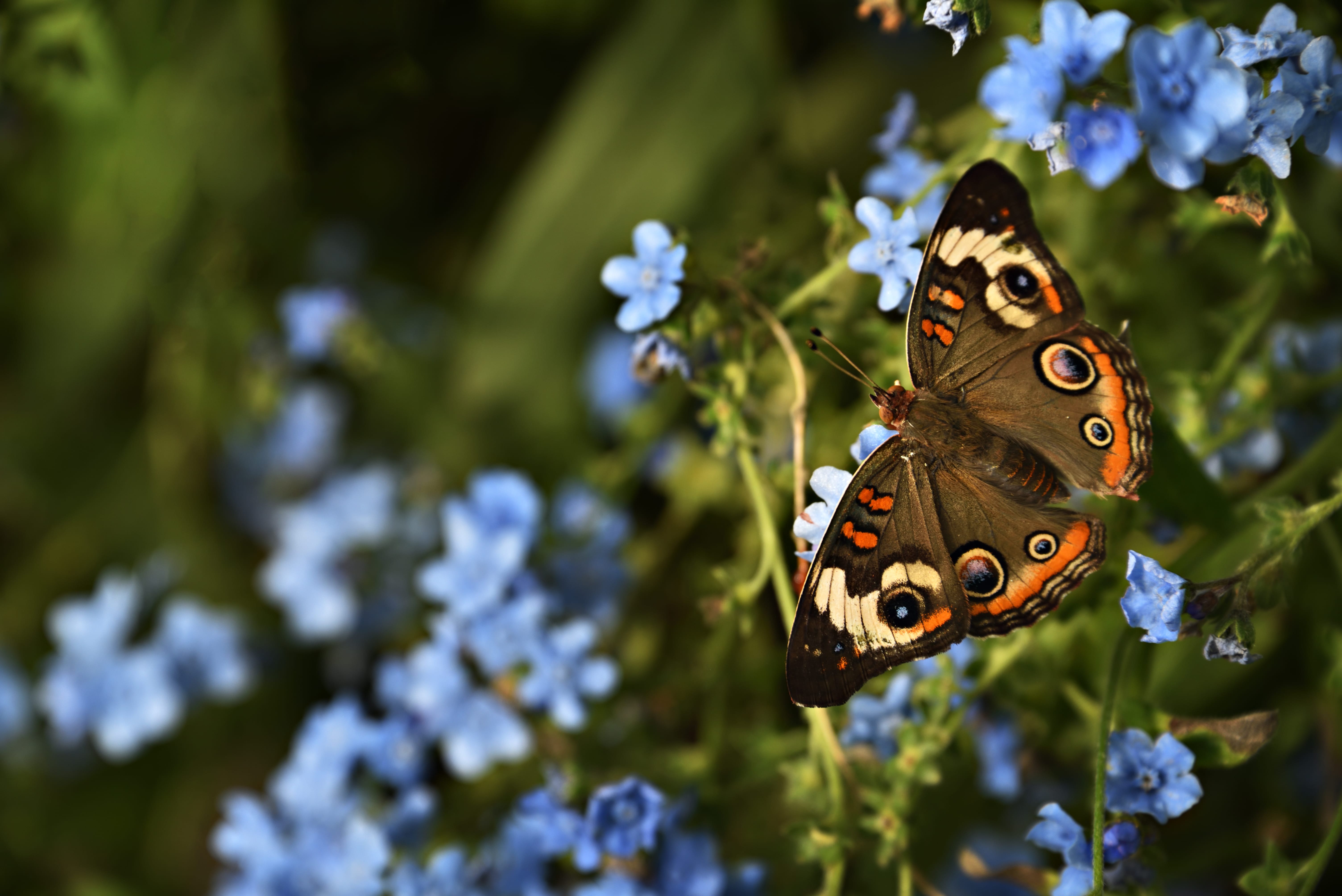 Buckeye butterfly