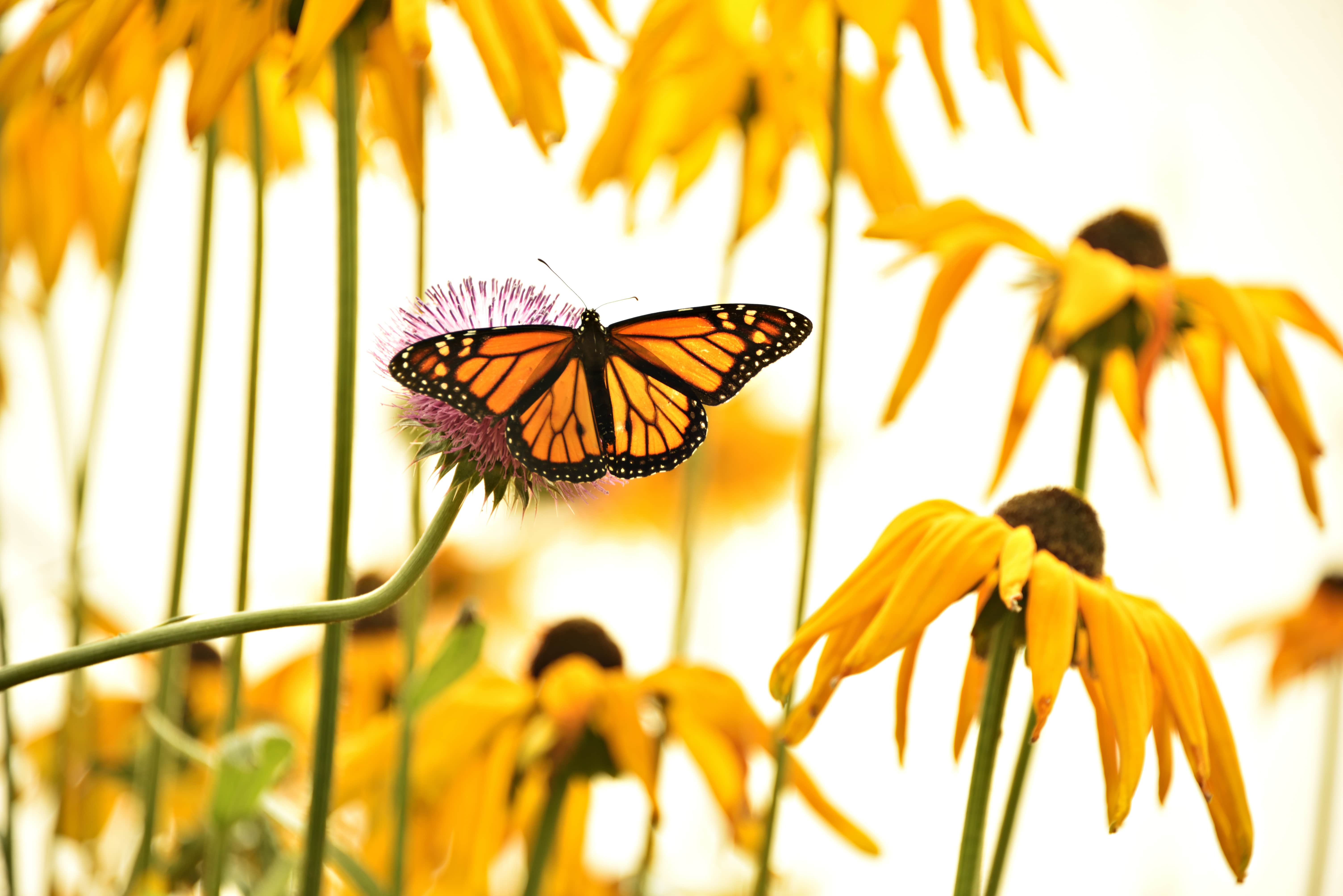 Monarch butterfly