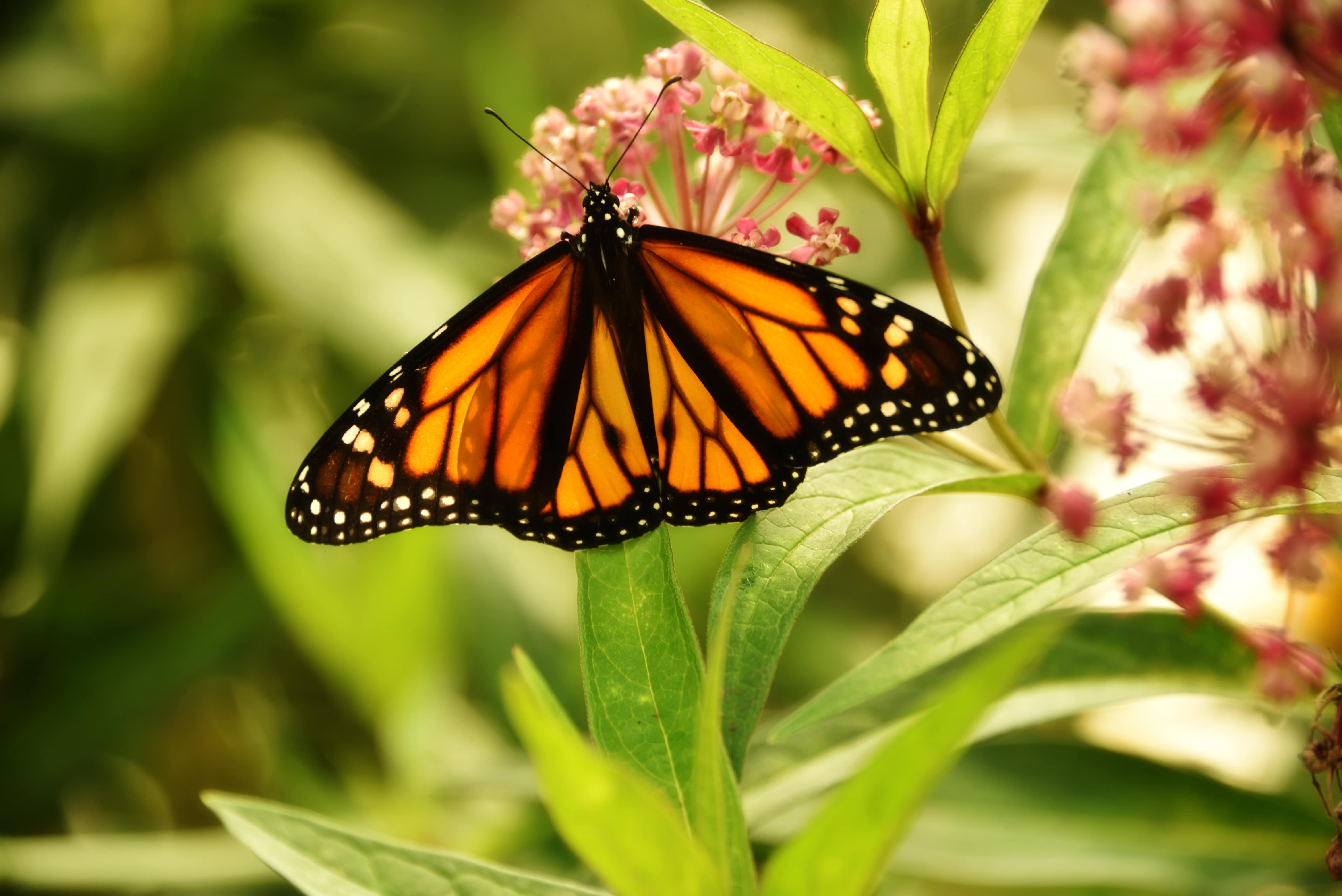 Monarch butterfly