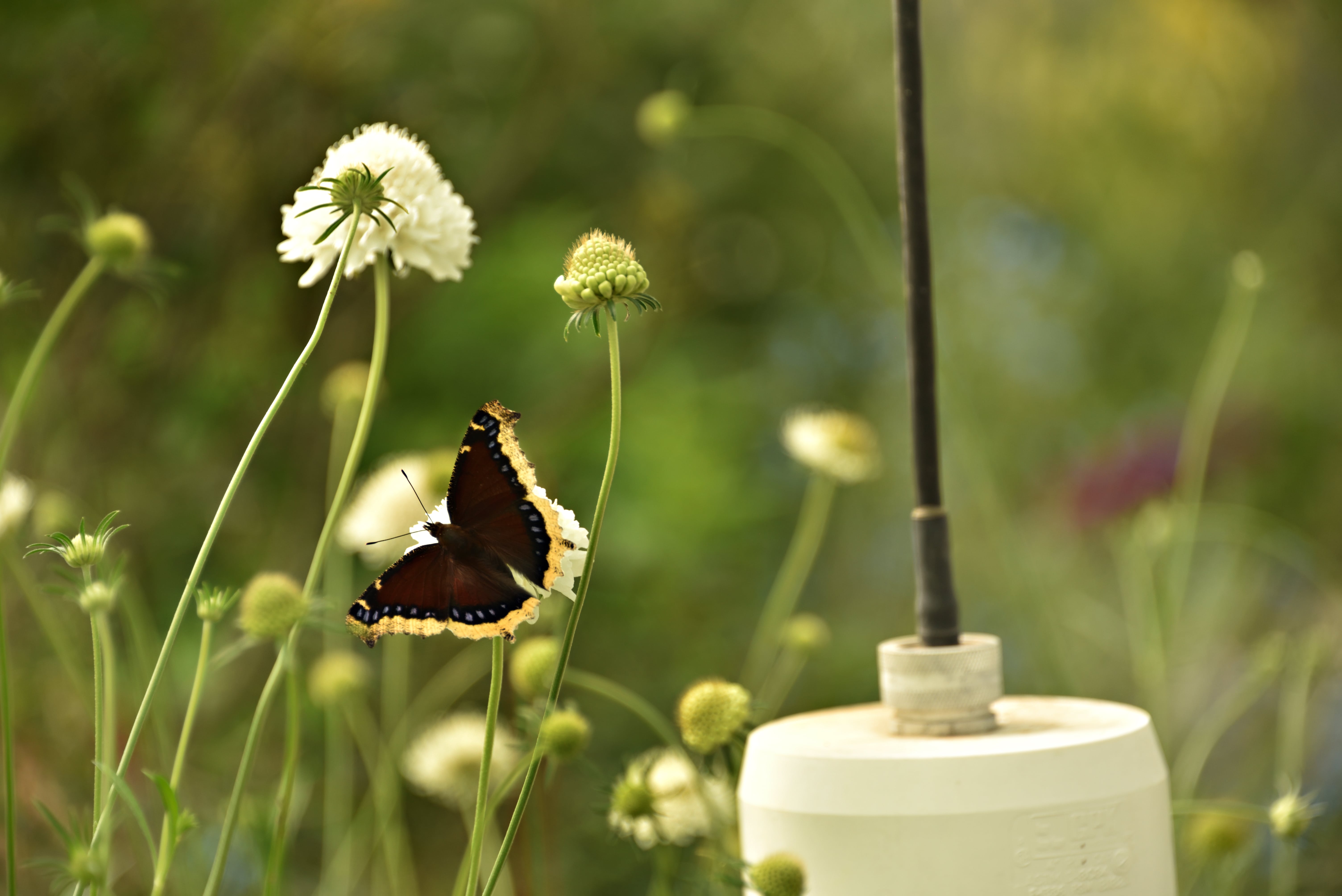 Morning Cloak butterfly