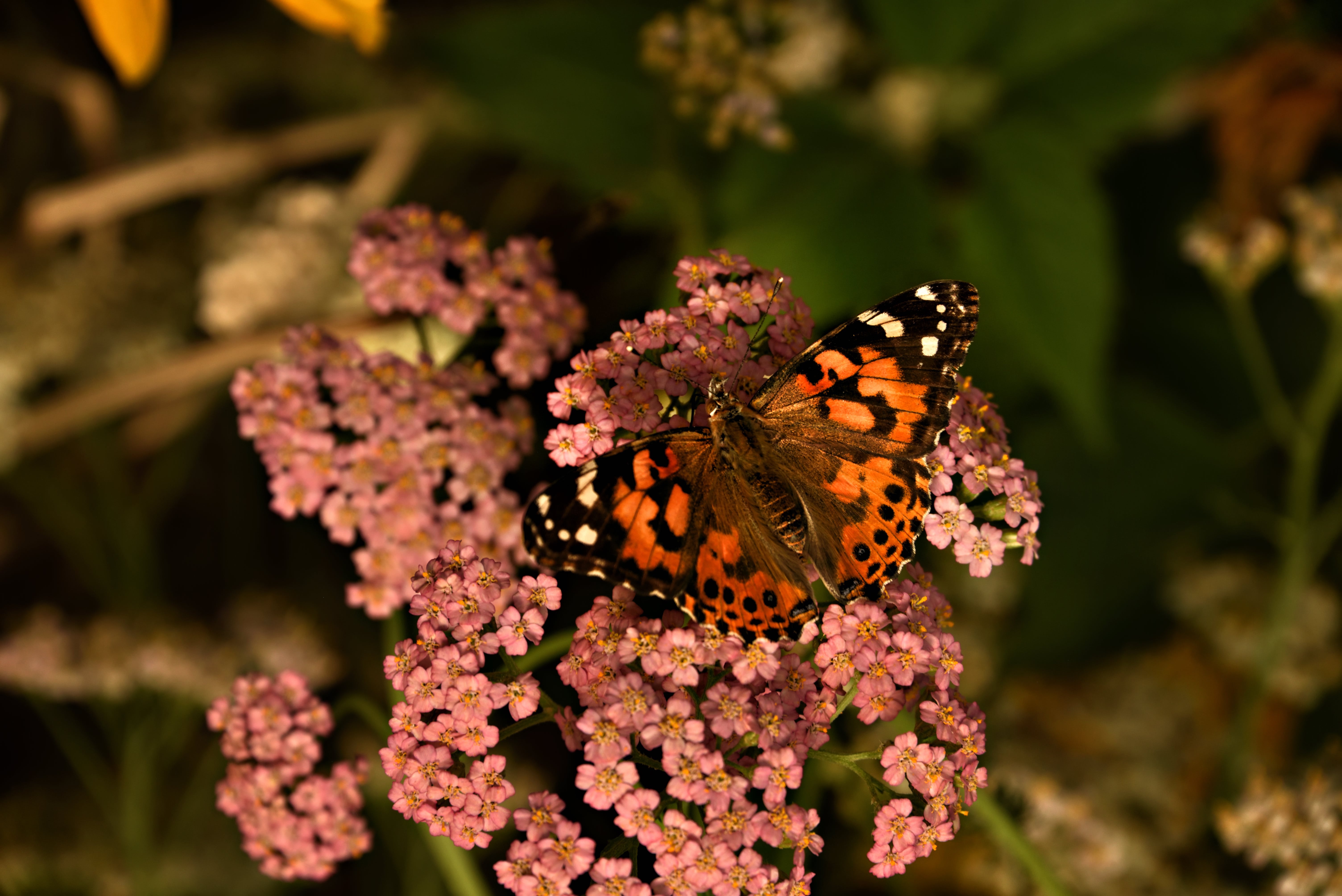 Painted Lady butterfly