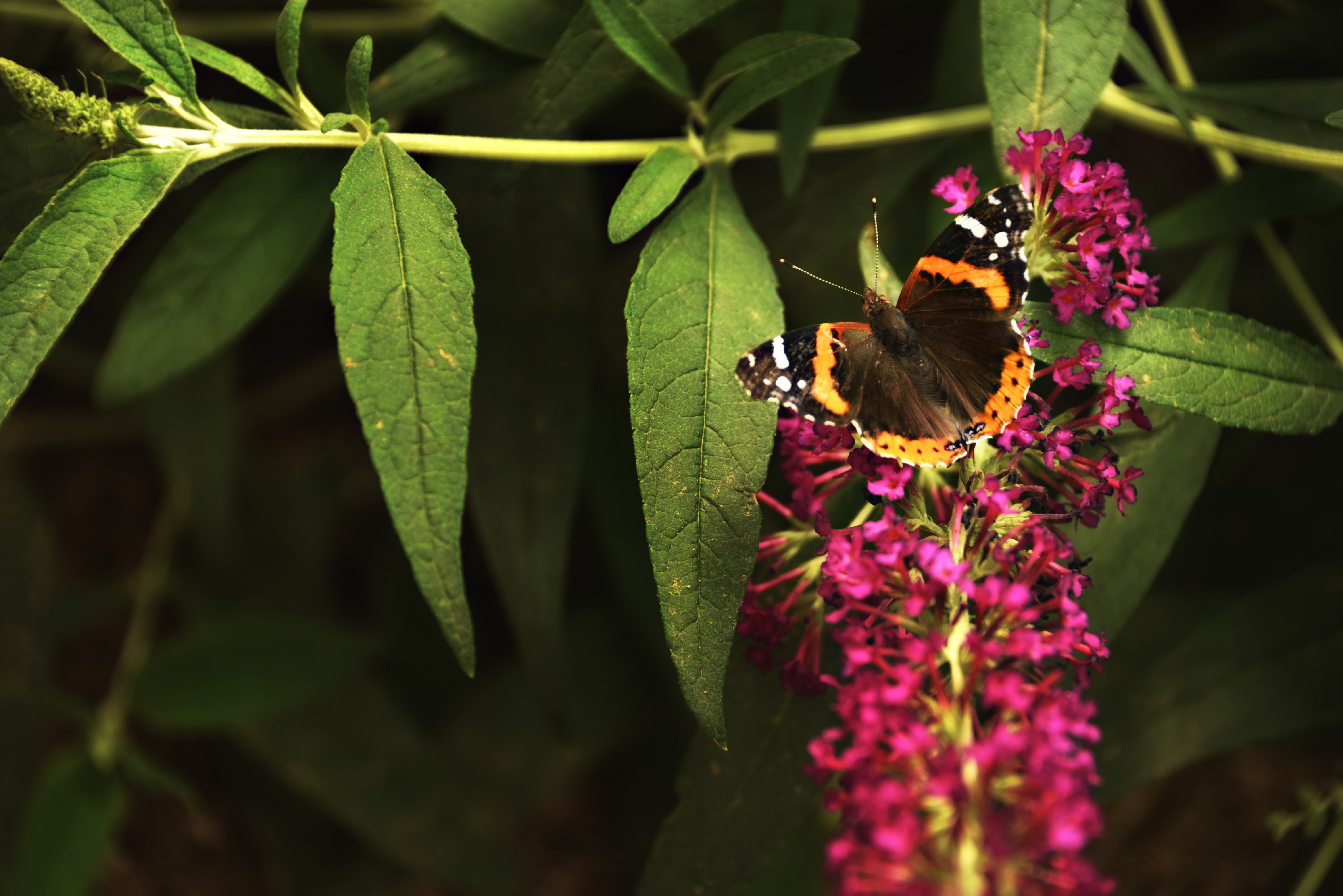 Red Admiral butterfly