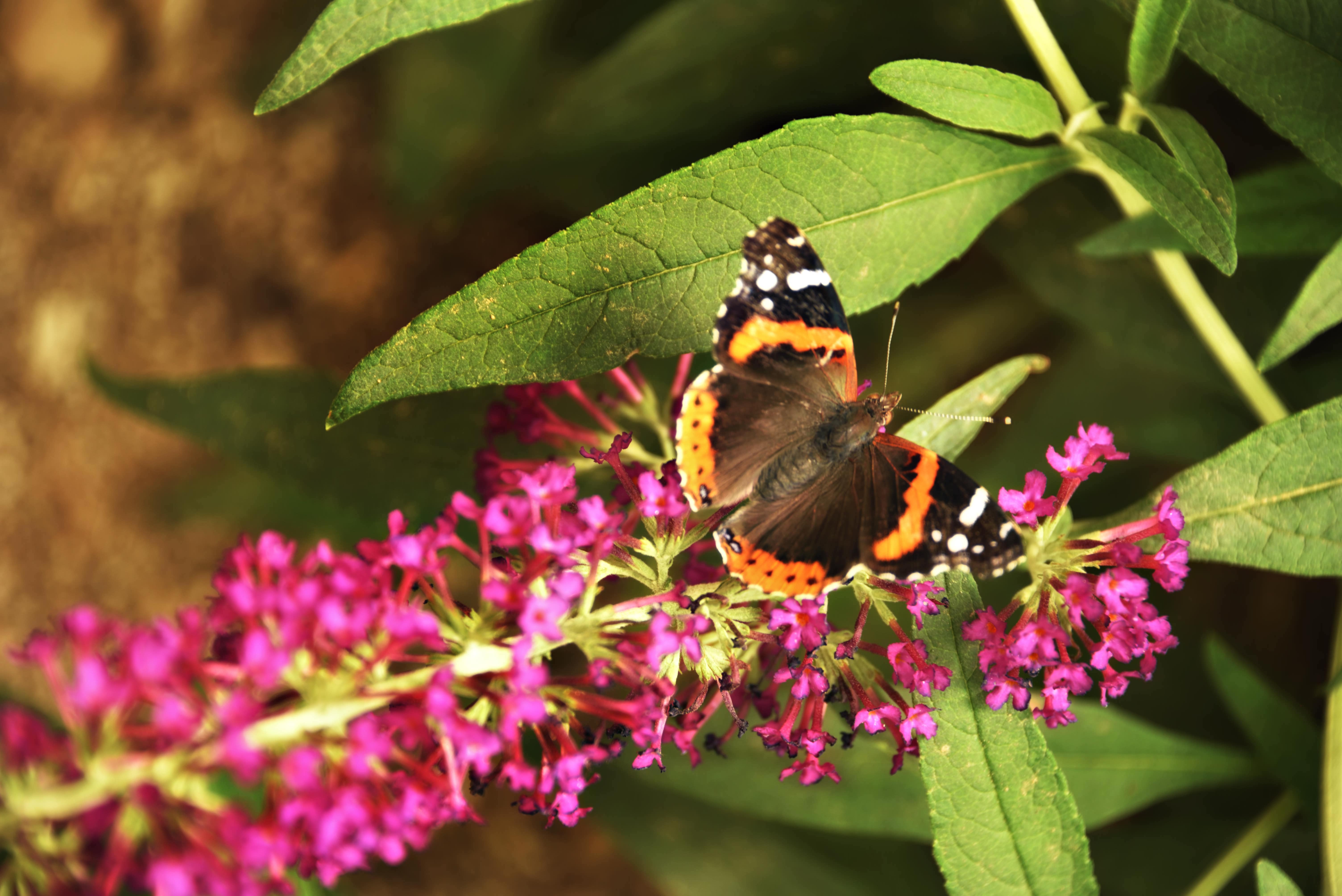 Red Admiral butterfly