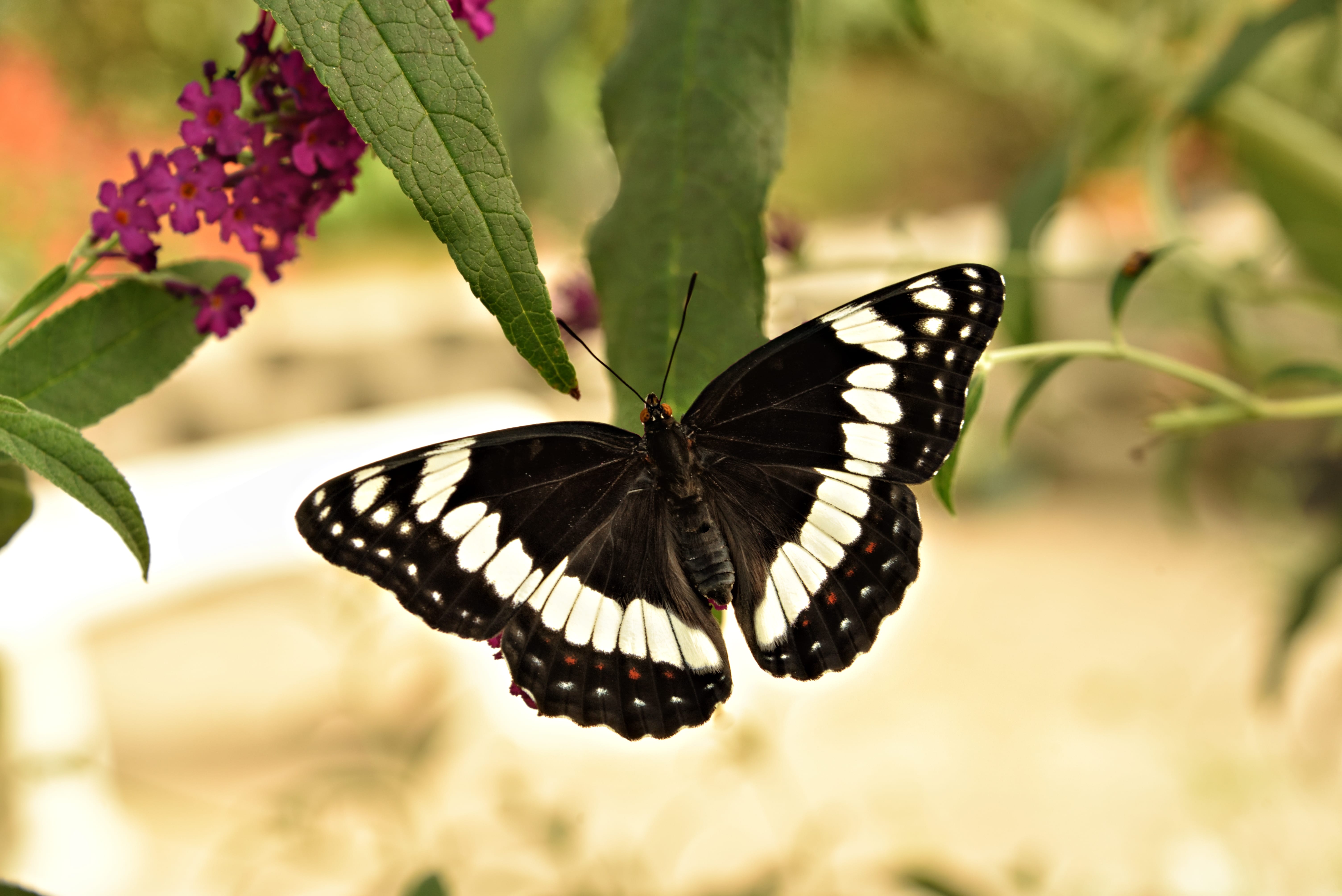 Weidemeyer's Admiral butterfly