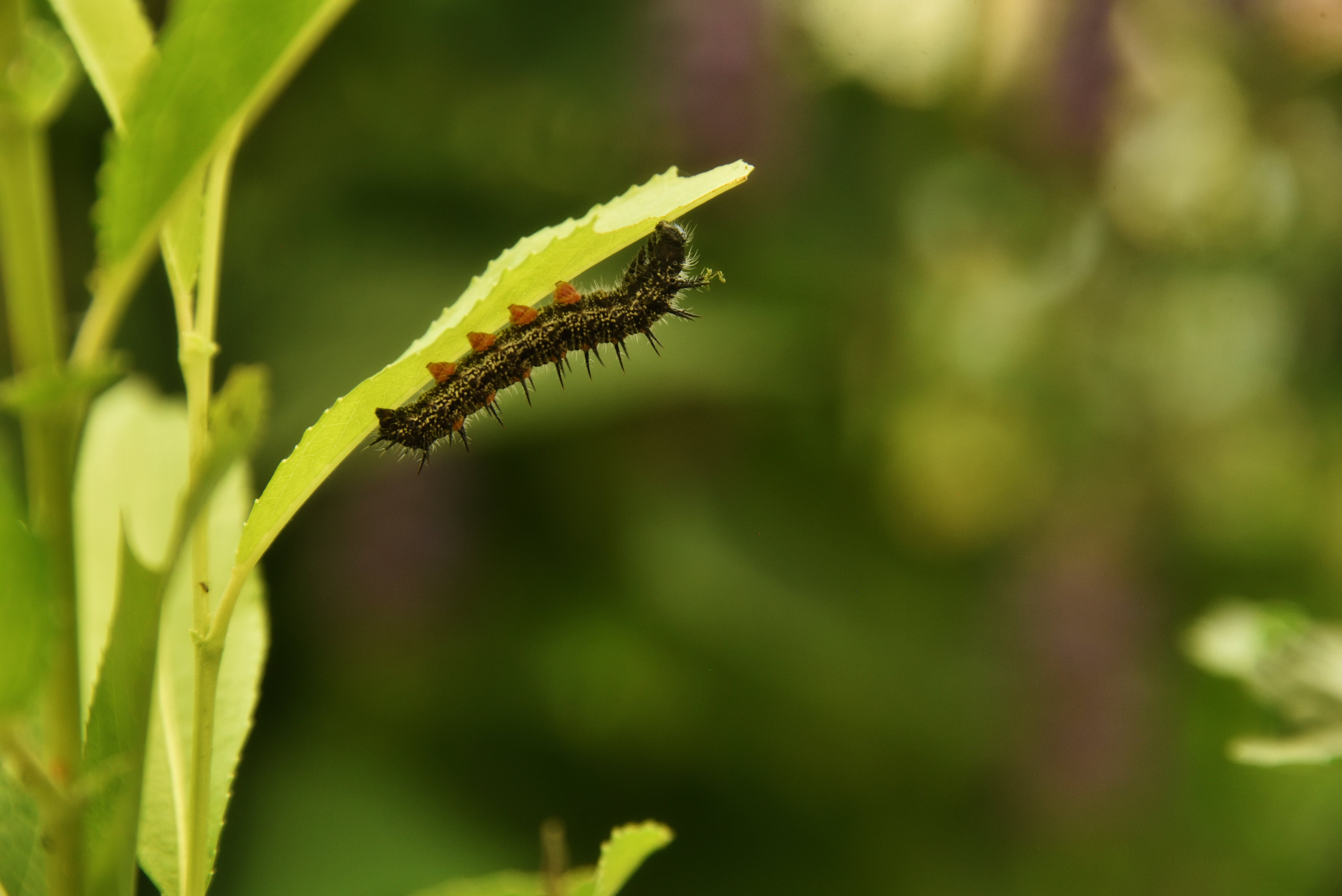 Caterpillar on leaf