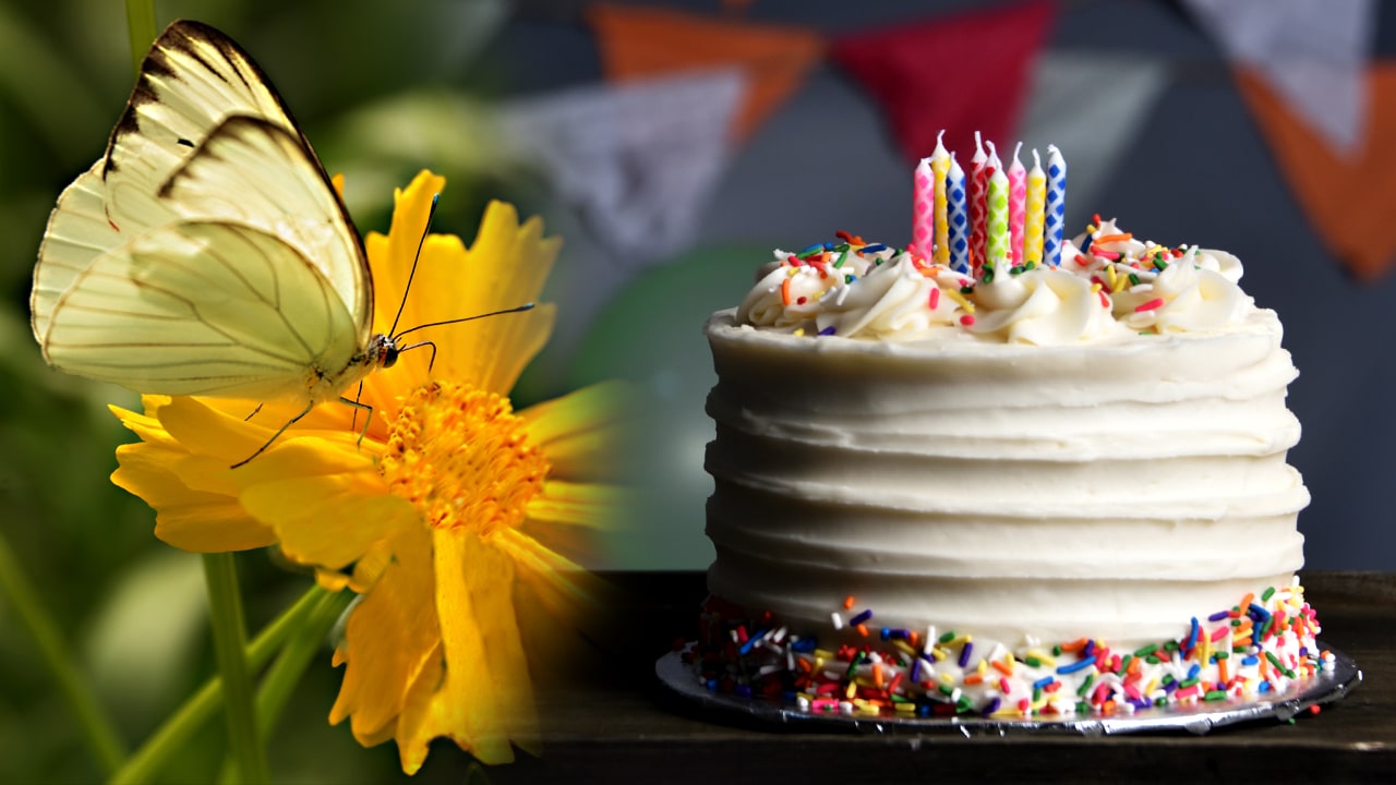 Birthday cake and butterfly